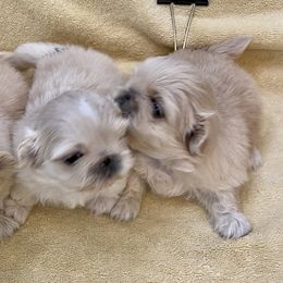 Pekingese Puppies from Andrea Johnson Pekingese