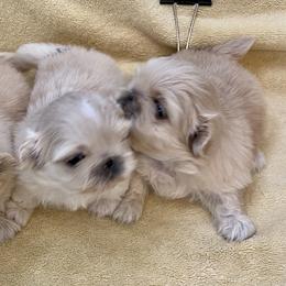 Pekingese Puppies from Andrea Johnson Pekingese