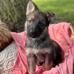 Brigid - Bi-color female German Shepherd puppy in Dover, Delaware from Fornax