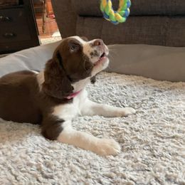 English Springer Spaniel Puppies from Timothy Naylor