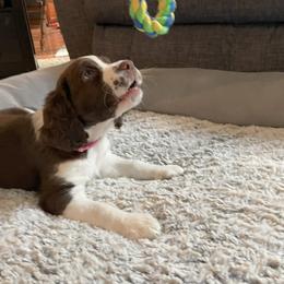 English Springer Spaniel Puppies from Timothy Naylor