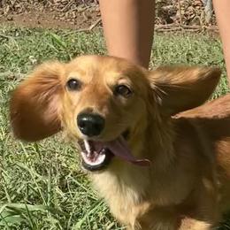 Bailey - Dachshund