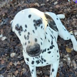 Dalmatian puppies from Spotty Bottom Dalmatians