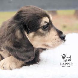 Boy 3 - male Dachshund puppy in Zephyrhills, Florida from Dapper Doxies