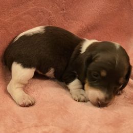 Smaller chocolate and tan piebald smooth girl - Chocolate and tan female Dachshund puppy in Lyle, Washington from Wines Wienery