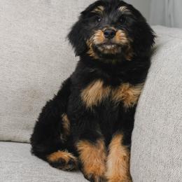 Coco - Phantom female Bernedoodle puppy in Glendale, Arizona from Arizona Bernedoodles
