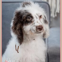 Marla - Brown and white female Cockapoo puppy in Connersville, Indiana from Deaz Doodle Ranch