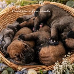 2ND PICK - Red male Boerboel puppy in Pennsylvania from Cold River Boerboels