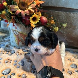 Tri female - Tri-color female Cavalier King Charles Spaniel puppy in Greenleaf, Wisconsin from Ledgetop Family Cavaliers