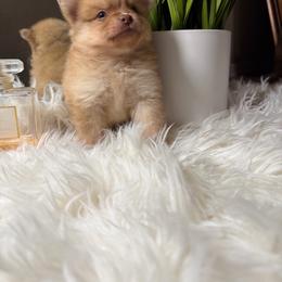 Pocoyo - Red female Pomeranian puppy in Fort Worth, Texas from Clara’s Kennel