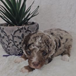 Aussiedoodle Puppies from B's Aussiedoodles
