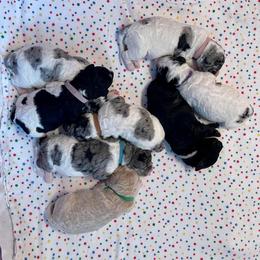 Goldendoodle Puppies from Deborah’s Doodles