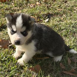 Magnus - Black and white male Siberian Husky puppy in Summerville, South Carolina from Carolina Husky Lodge