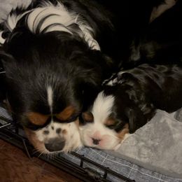 Cavalier King Charles Spaniel Puppies from Hidden Creek Cavaliers