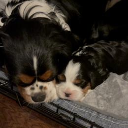 Cavalier King Charles Spaniel Puppies from Hidden Creek Cavaliers