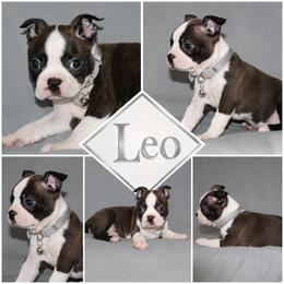 Leo - Brindle and white male Boston Terrier puppy in Brooksville, Florida from I Love Pups