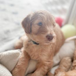 Goldendoodle Puppies from Lundee Doodles