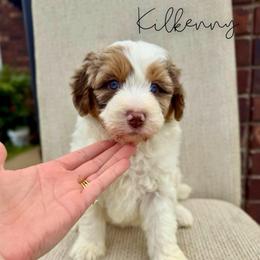 Kilkenny - Chocolate merle female Bernedoodle puppy in Owasso, Oklahoma from Kallams Bernedoodles & Bernese Mountain Dogs