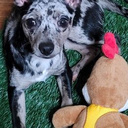 Chihuahuas from B & L Kennels