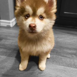 Pomsky Puppies from Pathfinder Pomskies