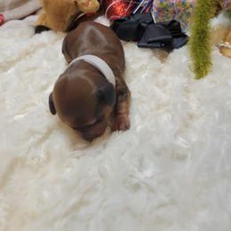 Dachshund Puppies from CLARK'S BREEDING PROGRAM