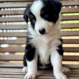 Latte - Black tri-color female Australian Shepherd puppy in Beaverdam, Virginia from Cimmarun Farm Aussies