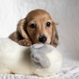 Honey Bee 5000 - Cream female Dachshund puppy in Crystal, Michigan from Mare-bella Dachshunds