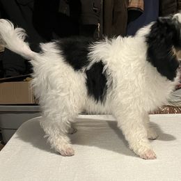 Poodle Puppies from Eagleridge Mini Poodles