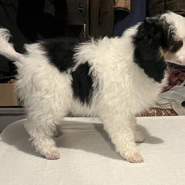 Poodle Puppies from Eagleridge Mini Poodles