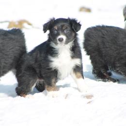 Australian Shepherd Puppies from Frantzick Farm Aussies