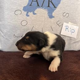 Collie Puppies from A/K Rough Collies
