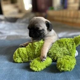 Pug Puppies from Briggs Family Pugs