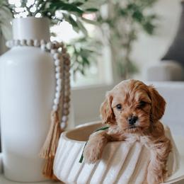 Green Boy Cavapoo - Apricot male Cavapoo puppy in Mckinney, Texas from Doodles of North Tx