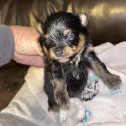 Coconut - Tri-colored male Pomeranian puppy in Zavalla, Texas from Precious Puff Poms