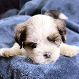 Acorn - Parti male Lhasa Apso puppy in Waterford, Connecticut from Floofie Butts