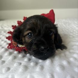 Red Brindle female (masked) - Brindle female Dachshund puppy in Shelley, Idaho from Journey’s End Dachshunds