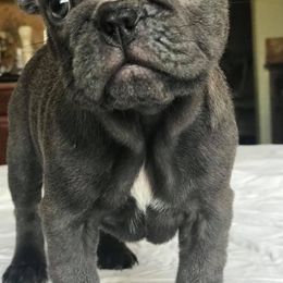 French Bulldogs from Shivani Rocha's French Bulldogs