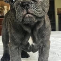 French Bulldogs from Shivani Rocha's French Bulldogs