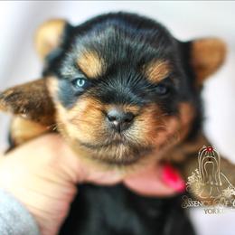 Yorkshire Terrier Puppies from Essence of Grace Yorkies