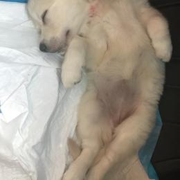 Golden Retriever Puppies from Chrysanthos Golden Retrievers
