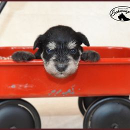 AKC 25012 - Black and silver male Miniature Schnauzer puppy in Mount Airy, Georgia from Miniature Schnauzers GA, LLC