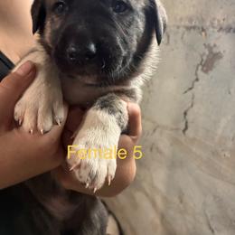 Girl 5 - Brindle female Anatolian Shepherd Dog puppy in Daggett, Michigan from T&S Anatolians
