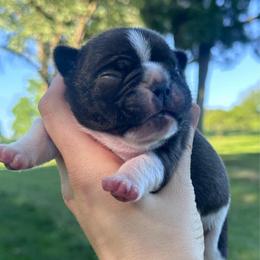 Hank - Brindle and white male French Bulldog puppy in Ashland, Ohio from HazyDayFrenchies
