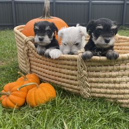 Miniature Schnauzer Puppies from Miniature Schnauzer Paradise llc