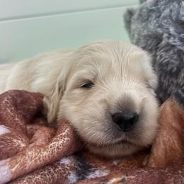 Girl 2 - Light golden female Golden Retriever puppy in Howell Township, New Jersey from Hunnypot Goldens