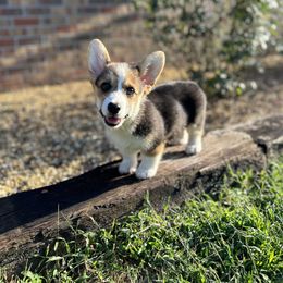 Pembroke Welsh Corgi Puppies from Rollnoaks & Cottontail AKC Pembroke Welsh Corgis