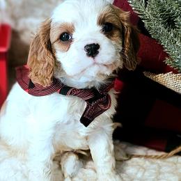St Nicholas - Blenheim male Cavalier King Charles Spaniel puppy in Marshfield, Missouri from Puppyloversplace