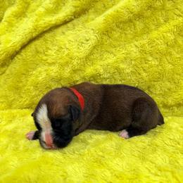 Red boy - Fawn male Boxer puppy in Marion, Montana from Serendipity's European Boxers