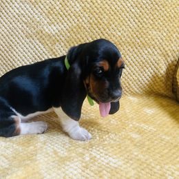 Basset Hound Puppies from Hudson's Hounds