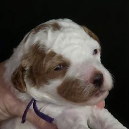 Lucy Purple - Parti female Goldendoodle puppy in Vernon, Texas from Sugarland's Texas Goldendoodles